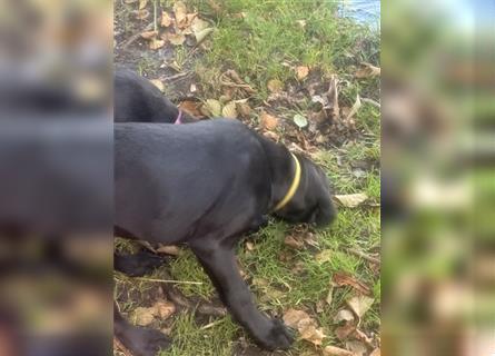 Labrador Rhodesian Ridgeback Hündin kinderlieb abgabebereit