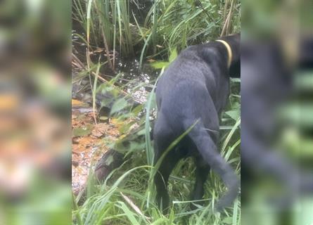 Labrador Rhodesian Ridgeback Hündin kinderlieb abgabebereit