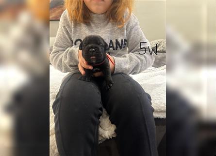 Cane Corso Welpen aus Liebevoller Familie