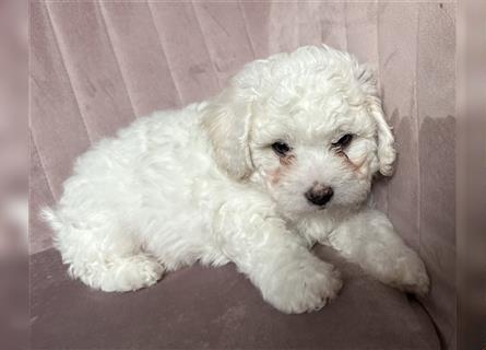 Bichon Frisé