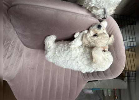 Bichon Frisé