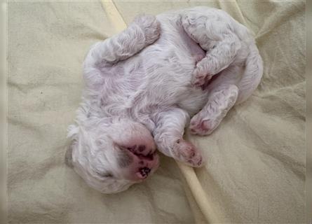 Bichon Frisé