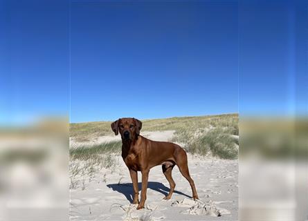 Rhodesien Ridgeback Deckrüde