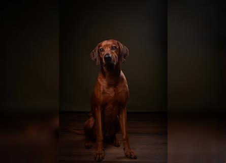 Rhodesien Ridgeback Deckrüde