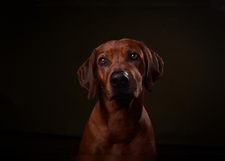 Rhodesien Ridgeback Deckrüde