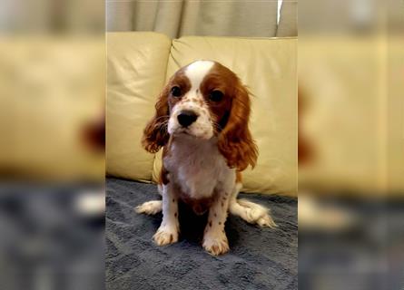 Cavalier King Charles Spaniel 1650