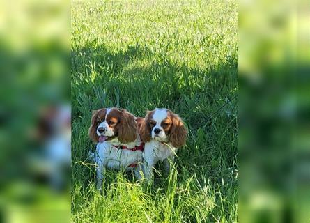 Cavalier King Charles Spaniel 1650