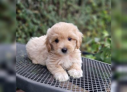 Maltipoo Welpe