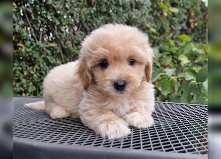 Maltipoo Welpe