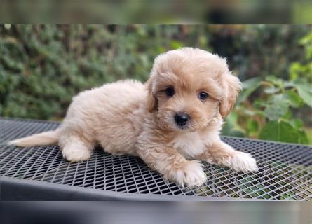 Maltipoo Welpe