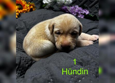 Labrador Welpe Hündin