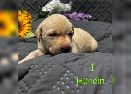 Labrador Welpe Hündin