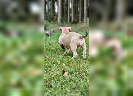 American Xl Bully Welpen Top Verpaarung