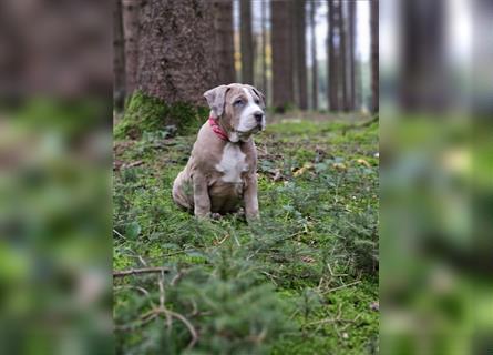 American Xl Bully Welpen Top Verpaarung