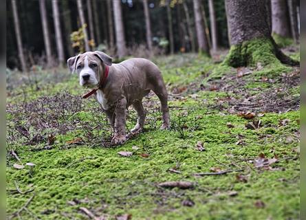 American Xl Bully Welpen Top Verpaarung