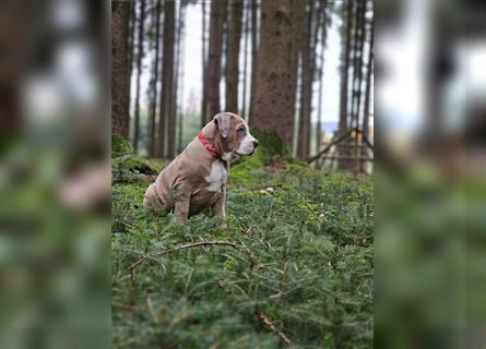 American Xl Bully Welpen Top Verpaarung