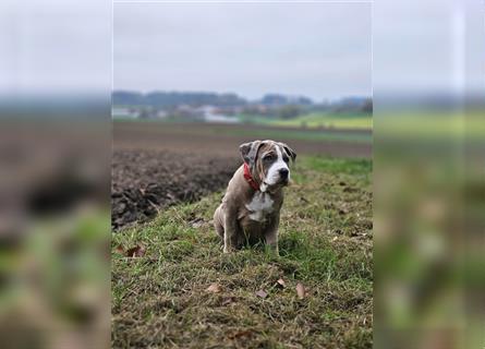 American Xl Bully Welpen Top Verpaarung