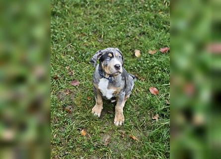 American Xl Bully Welpen Top Verpaarung