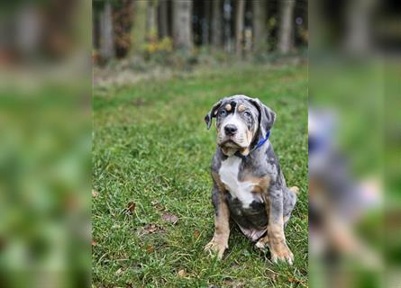 American Xl Bully Welpen Top Verpaarung