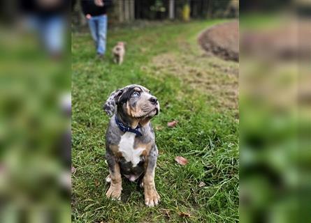 American Xl Bully Welpen Top Verpaarung