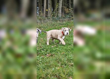 American Xl Bully Welpen Top Verpaarung