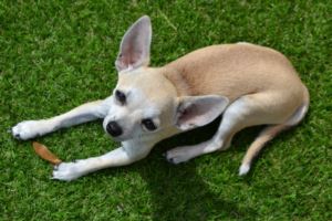 Adorable Pitbull Chihuahua Mix Black And White