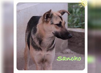 Schäferhundmischling Sancho sucht eine PFlege- oder Endstelle