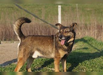 Netter Fundhund Palóc, auf einer Pflegestelle in Deutchland ,möchte eine Familie finden
