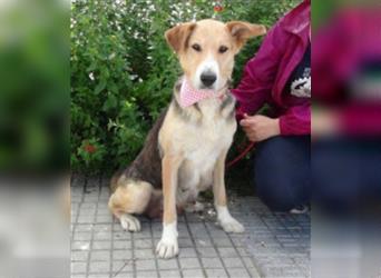Alice, geb. Juni 2009, ca. 60 cm, Sonnenscheinhund sucht Zuhause für immer, wartet in Spanien 