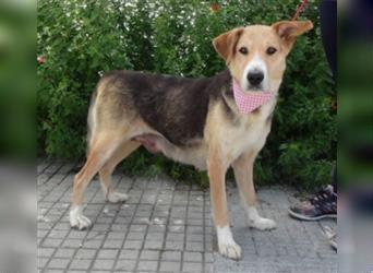 Alice, geb. Juni 2009, ca. 60 cm, Sonnenscheinhund sucht Zuhause für immer, wartet in Spanien 