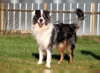 Balou, Australien-Shepherd , geb. 2011, sportlicher Familienhund