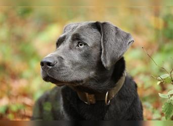 Labrador Deckrüde charcoal (kein Verkauf) für Labradorhündin