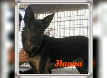 Hanna, seit 2014 im Tierheim