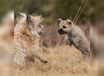 Cairn Terrier Welpen aus der Heide (Kf/TVDH-Zucht)