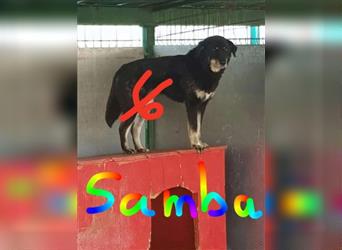 Samba sucht ein Zuhause