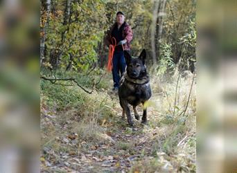 MARCUS- russischer Schäferhund  sucht eine Aufgabe
