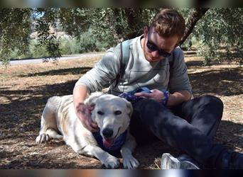 Rita eine sanftmütige Hündin sucht Menschen mit Hundeerfahrng