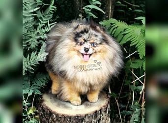 Pomeranian Zwergspitzwelpen