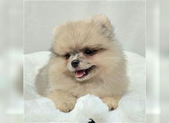 Pomeranian Zwergspitzwelpen