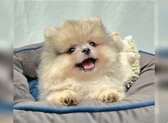 Pomeranian Zwergspitzwelpen