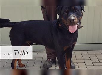 Rottweiler Tulo sucht erfahrene Hundehalter