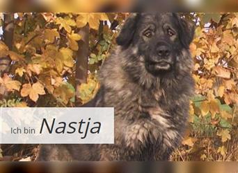 Nastja kam aufgrund der Trennung ihrer Besitzer ins Tierheim