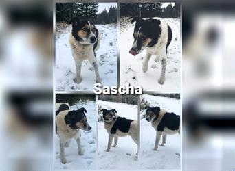 Sascha - Ein Engel auf 4 Pfoten 
