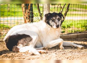 Oriol, Mix Schnauzer / Podengo, lieb und verträglich 