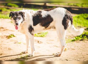 Oriol, Mix Schnauzer / Podengo, lieb und verträglich 