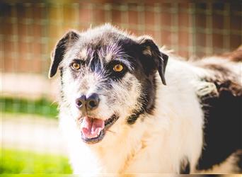 Oriol, Mix Schnauzer / Podengo, lieb und verträglich 