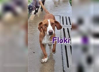 FLOKI - sucht ein Zuhause (derzeit in Zwiesel)