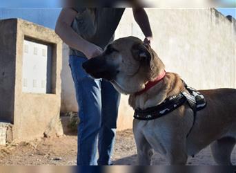 Amara, freundliche Hündin sucht Menschen mit Hundeerfahrung