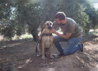 Amara, freundliche Hündin sucht Menschen mit Hundeerfahrung