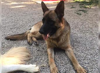 Verschmuster, aufgeweckter junger Deutscher Schäferhund Thor träumt von seiner Familie